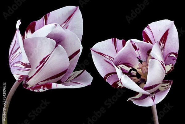 Obraz Violet striped tulip flower head