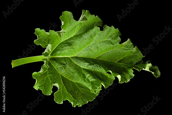 Obraz Rhubarb vegetable leaf on black
