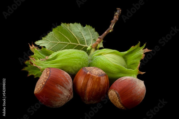 Obraz Hazelnut nut closeup with leaf isolated on black