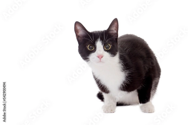 Obraz black and white cat, png file