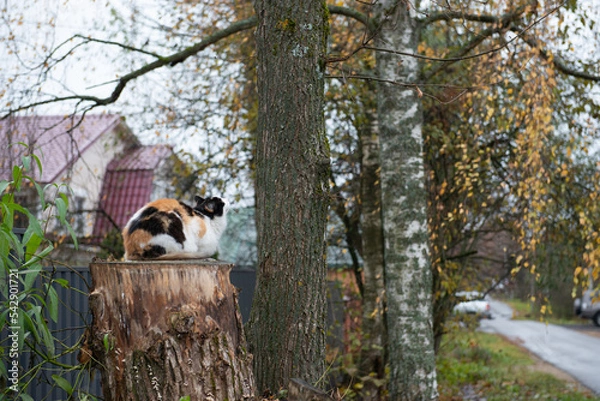 Fototapeta the village cat sits on a stump