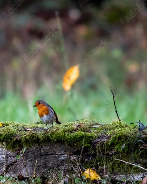 Obraz robin on a branch