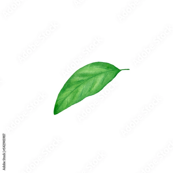 Obraz Watercolor lemon leaf. Botanical isolated illustration. Ready image for your design