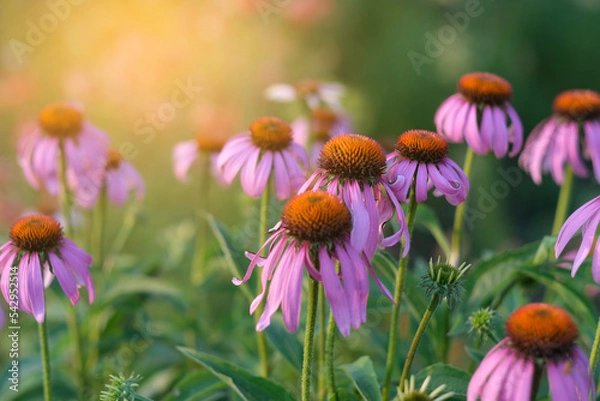 Fototapeta Echinacea on the background of blurred greenery
