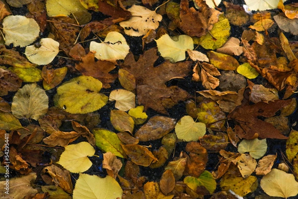 Fototapeta Colourful fallen autumn leaves of Platanus and Tilia floating in a water pond inside a park