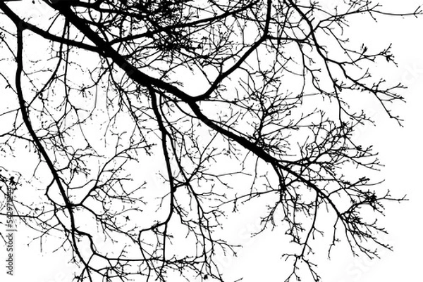Fototapeta Tree branch silhouette on transparent background