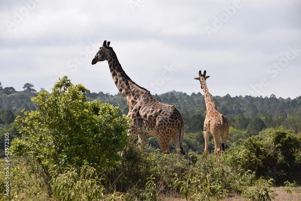Obraz Giraffe in Arusha National Park on the lower slopes of Mount Meru, Tanzania, Africa