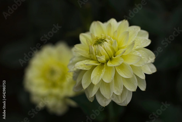 Obraz Dahlia