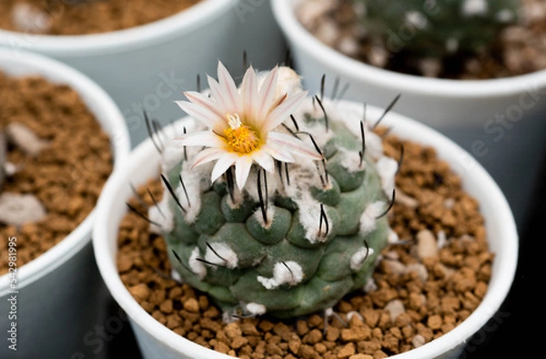 Obraz Close up  Turbinicarpus with flower, desert plant with flower, desert plant