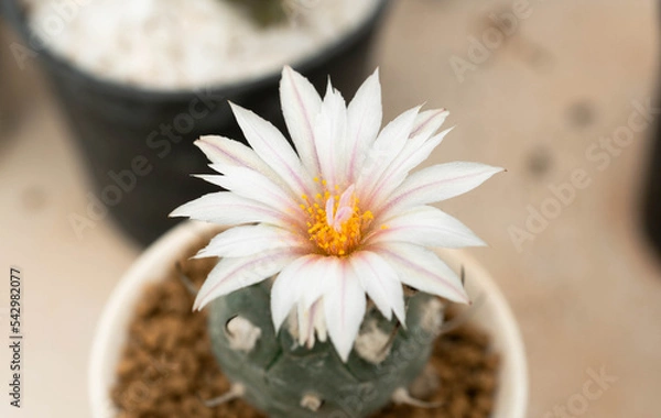 Obraz Close up  Turbinicarpus with flower, desert plant with flower, desert plant