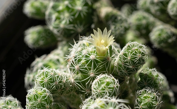 Obraz Close up  Mammillaria gracilis with flower, desert plant with flower, desert plant