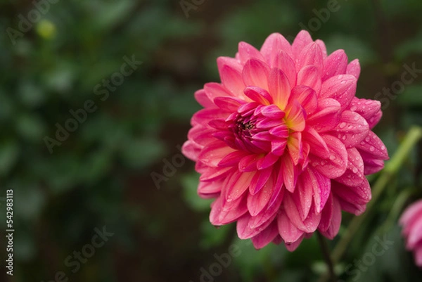 Obraz Dahlia