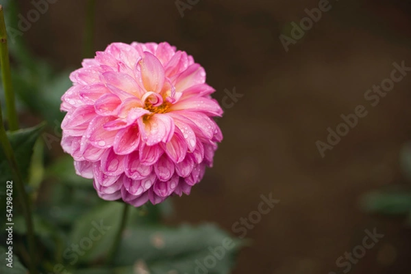 Obraz Dahlia