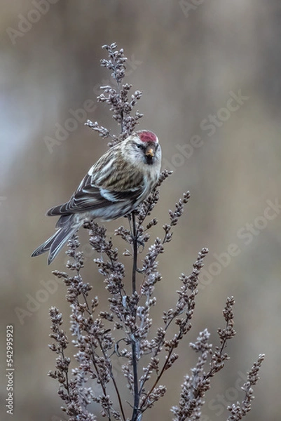 Obraz Cute bird redpoll sitting on a plant