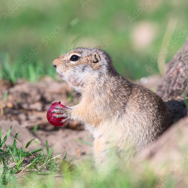 Obraz Gopher eats grape