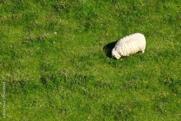 Obraz Schaf von oben