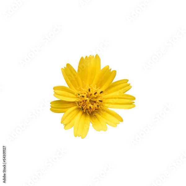 Obraz Small yellow flower Wedelia isolated from background. Nature cutout blossom flower with transparent background.