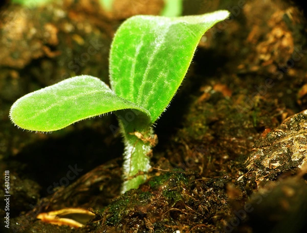 Obraz Kürbispflanze_klein