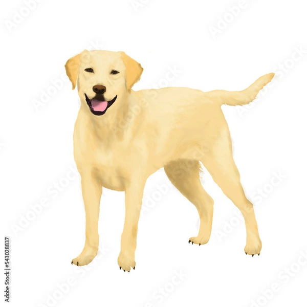 Obraz Perro labrador, golden