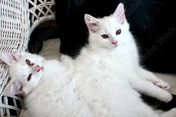 Obraz Two White Kittens 