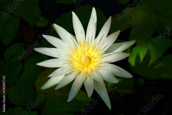 Obraz White Lotus Flower