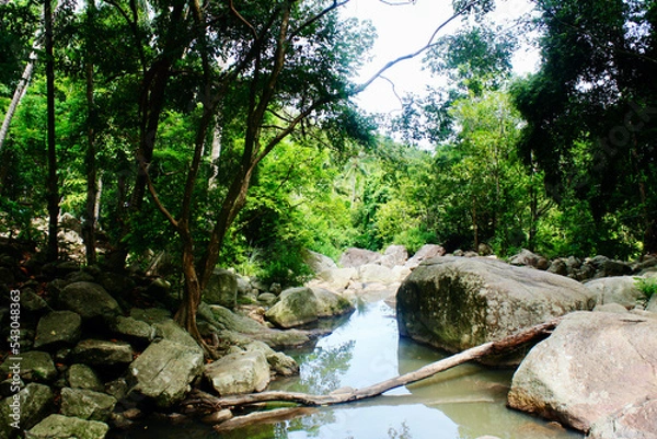 Obraz river in the forest