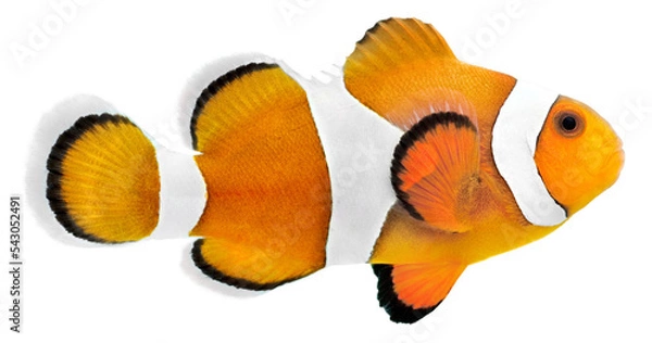 Obraz Clown fish (Amphiprion ocellaris). PNG masked background.
