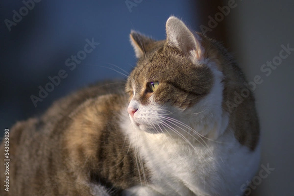Fototapeta domestic cat with beautiful eyes, always staring or hunting something