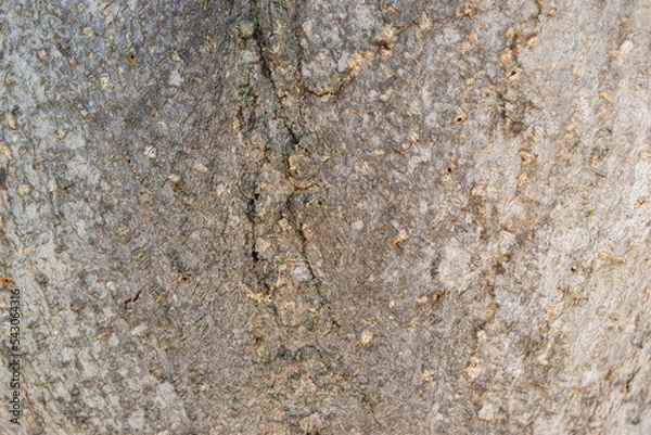 Obraz Closeup isolated wood texture tree trunk