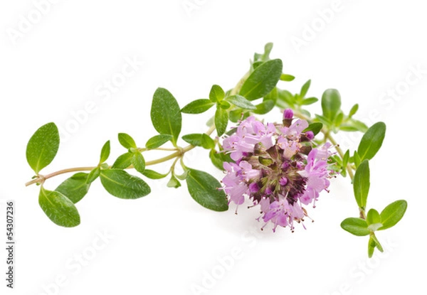 Obraz Kwiaty tymiankowe