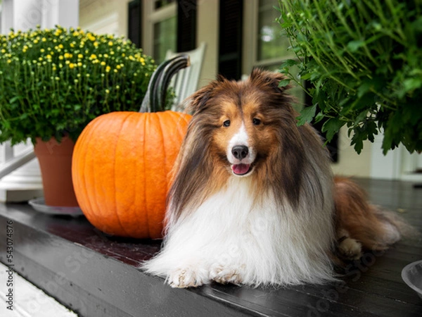 Fototapeta Sheltie with Pumpkin
