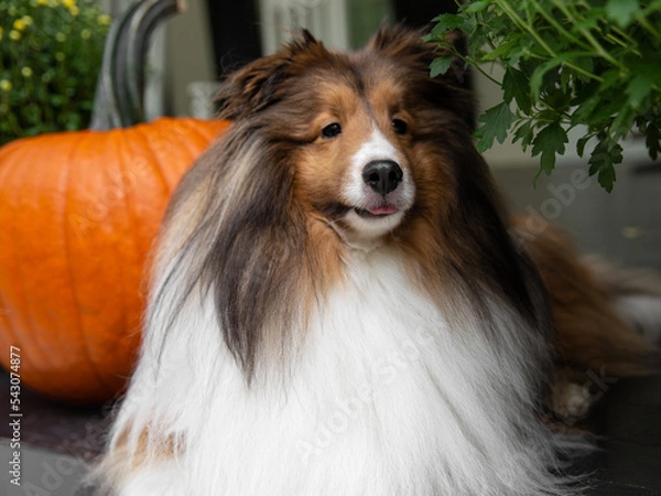 Fototapeta Sheltie with Pumpkin