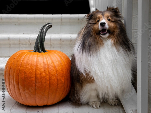 Fototapeta Sheltie with Pumpkin