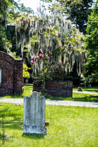 Fototapeta Savannah Moss