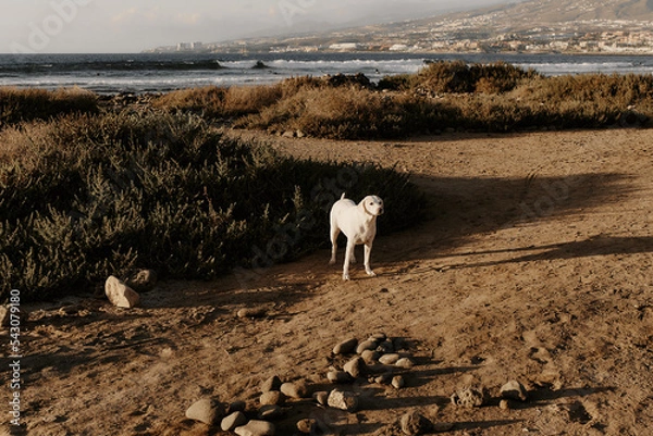 Obraz Dog in nature. Labrador retriever. Pet on a background of beautiful nature