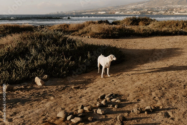 Obraz Dog in nature. Pet on a background of beautiful nature. Labrador retriever. 