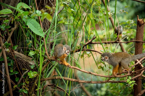 Obraz MACACO PEQUENO SOLTO