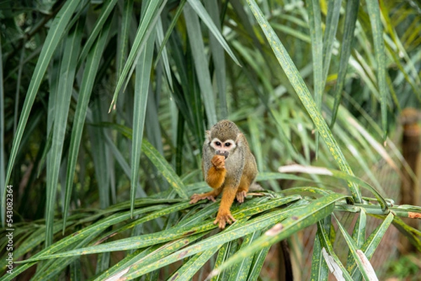 Obraz MACACO PEQUENO SOLTO