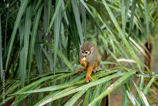 Obraz MACACO PEQUENO SOLTO