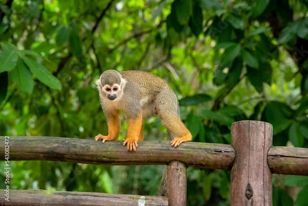 Obraz MACACO PEQUENO SOLTO