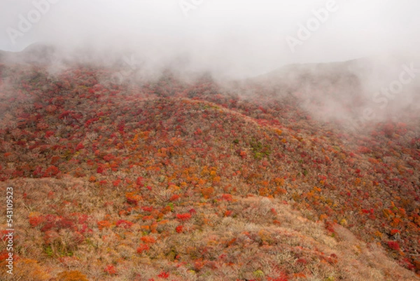Obraz 九重山 黒岳天狗岩からの紅葉の景色