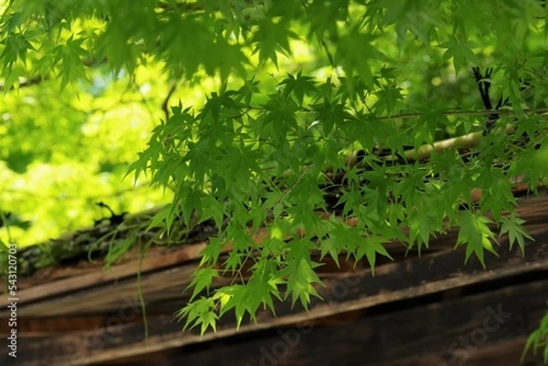 Obraz 新緑のもみじと古民家の屋根