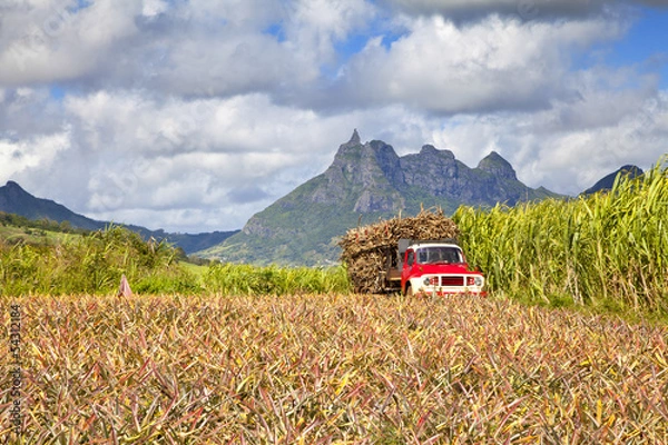 Obraz Trzcina cukrowa na Mauritiusie