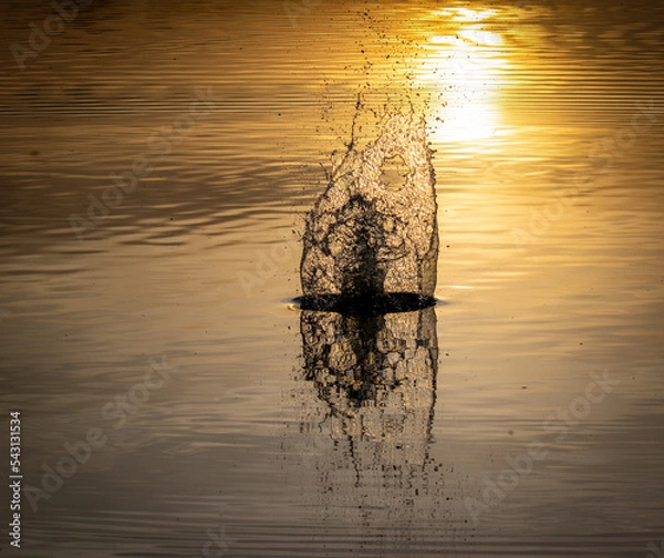 Obraz Splash in the sunset lake