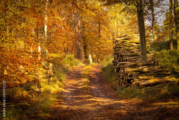 Obraz autumn in the forest