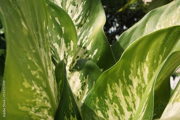 Obraz green leaves in the garden