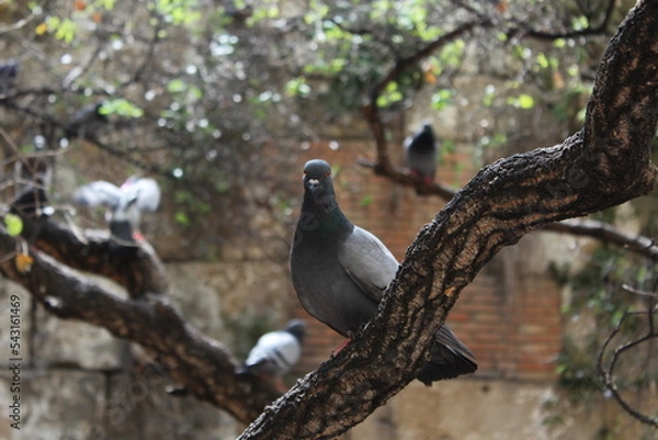 Obraz Pigeon sitting on tree branch
