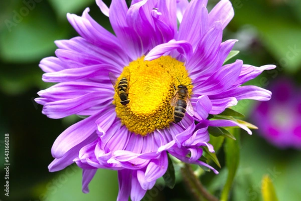 Fototapeta a bee and wasp collect pollen from a purple aster