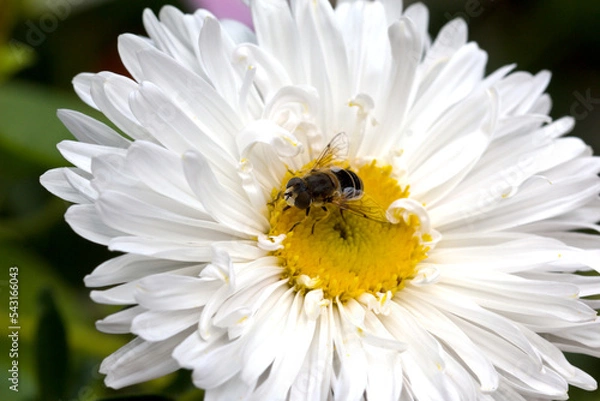Fototapeta a bee collects pollen from a white aster. close-up. macro photo