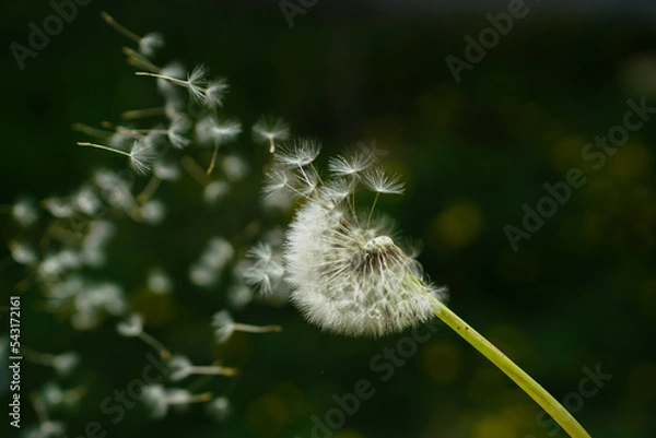 Obraz dandelion in the wind